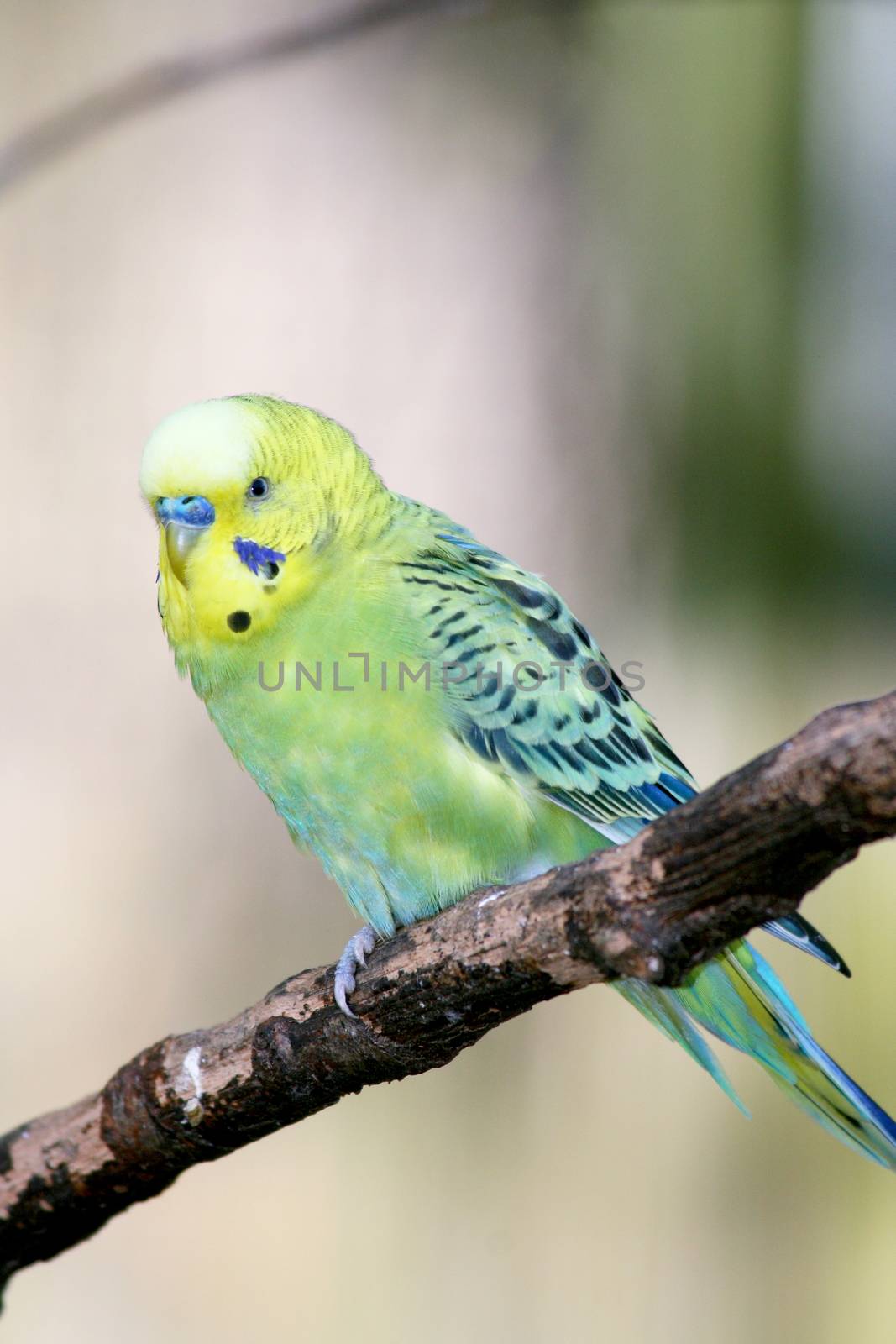 Budgerigar (Melopsittacus undulatus) by hadot