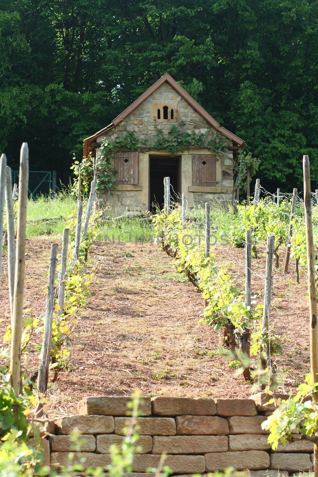 A romantic little cottage in a vineyard