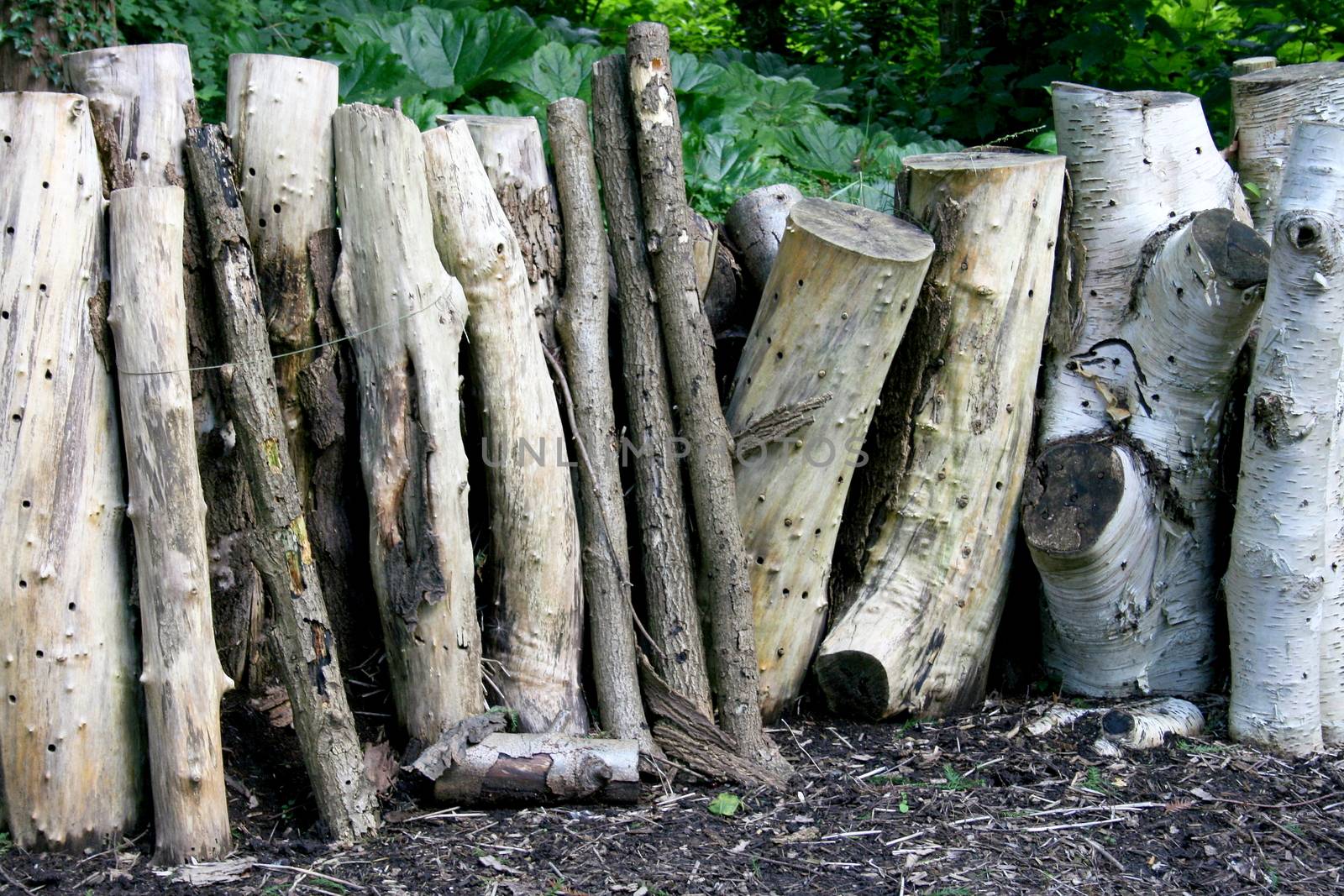 Some larger number of stored standing tree trunks