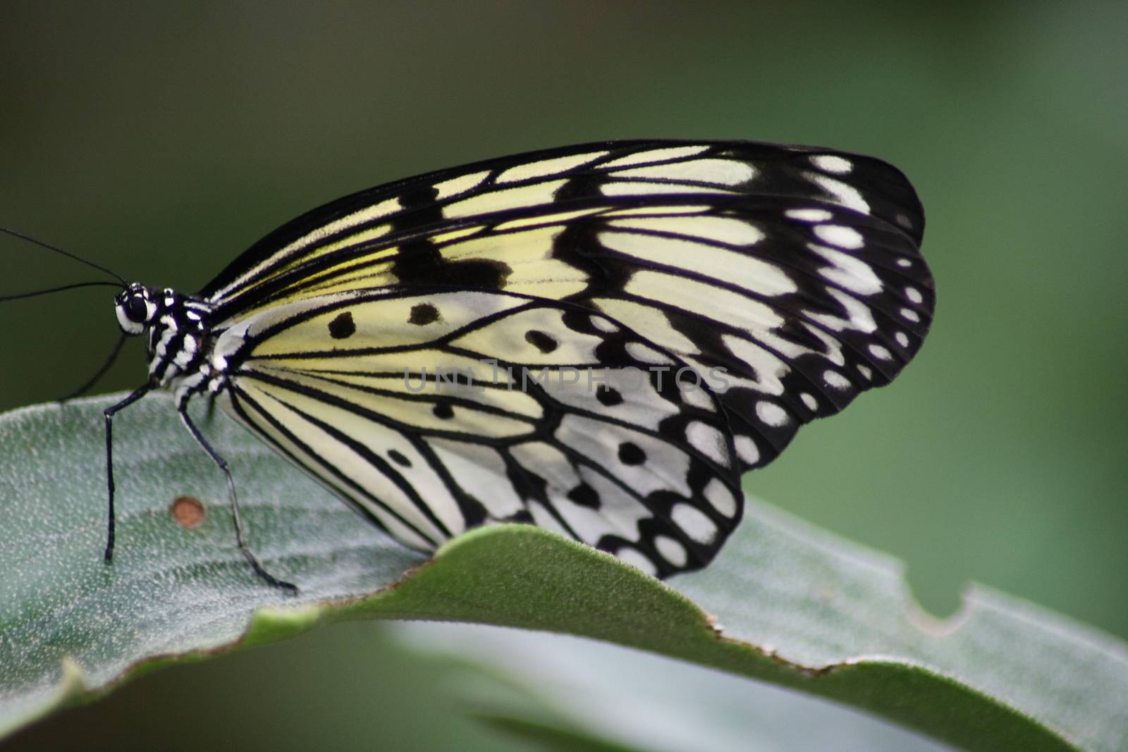 A very nice colorful butterfly