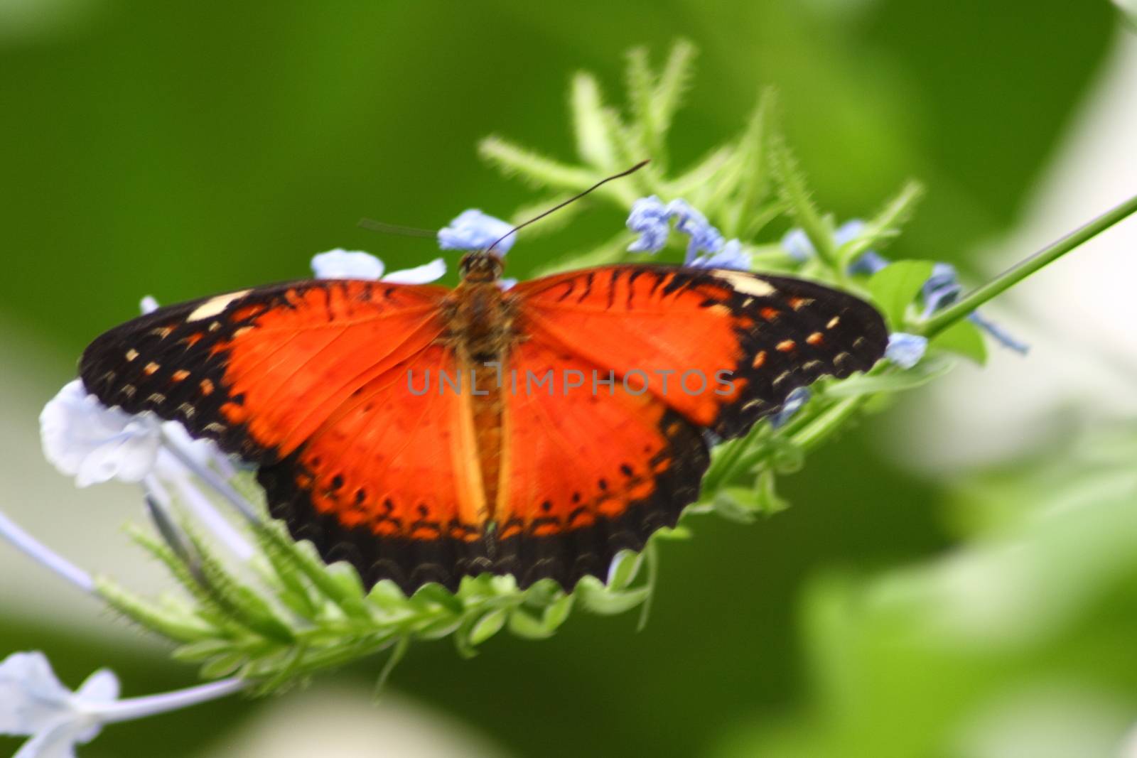 A very nice colorful butterfly