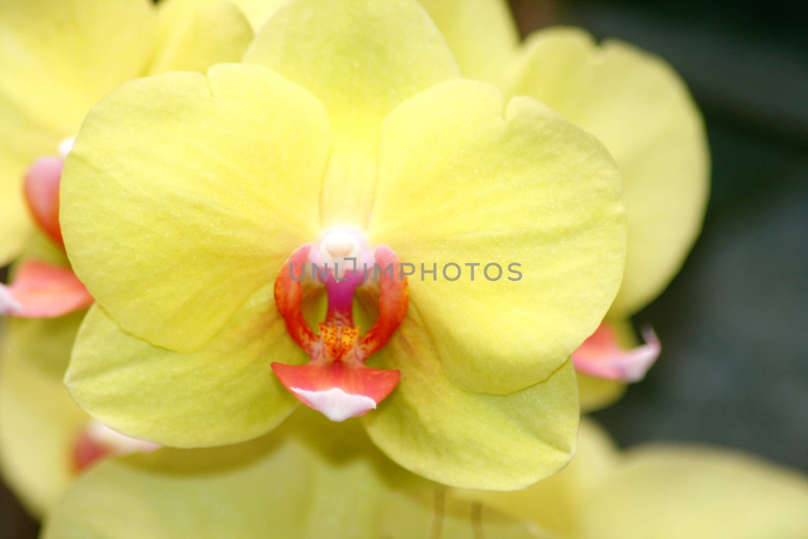 A close up of a beautiful yellow orchids bloom
