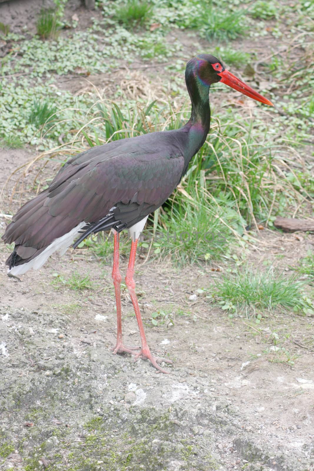 Black stork  (Ciconia nigra) by hadot