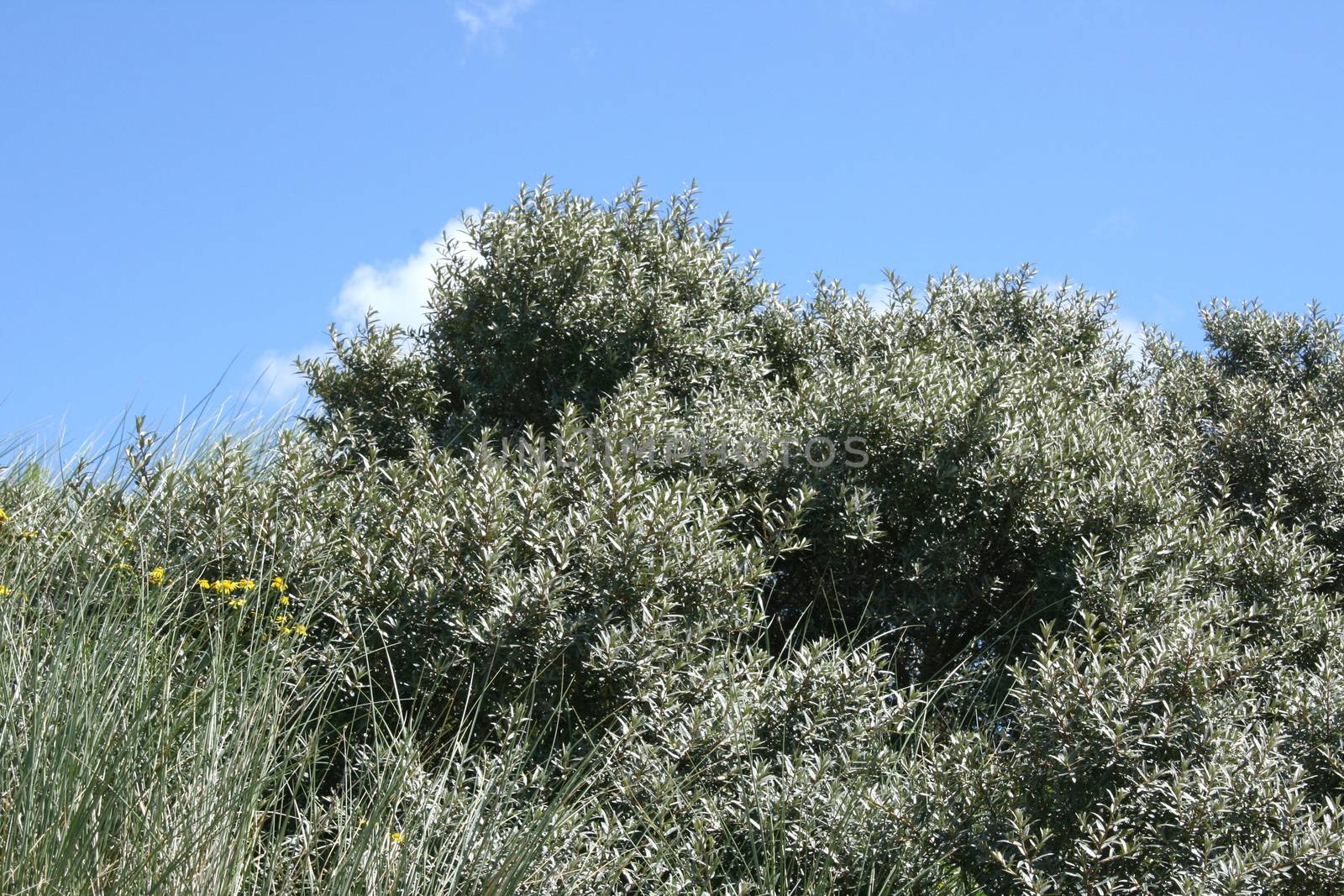 grey bush by hadot