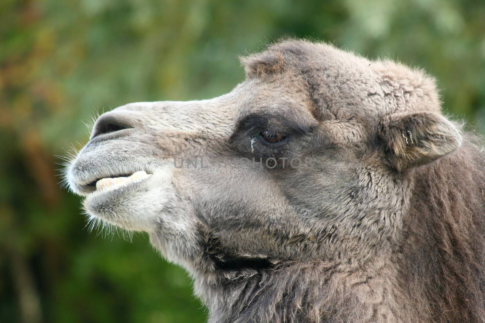 A camel portrait seen from the side 