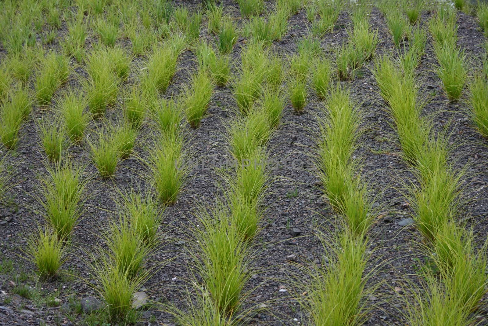 Green ornamental grass in series on slate floor