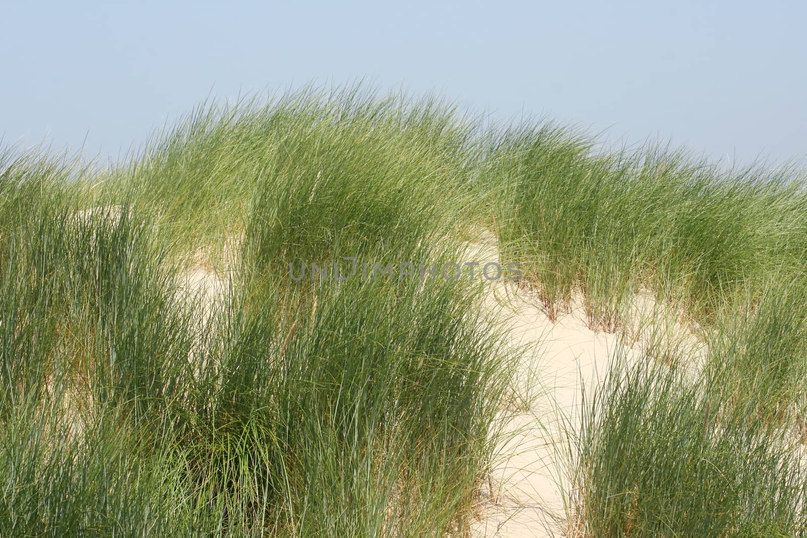 Dunes along the North Sea coast in Belgium 