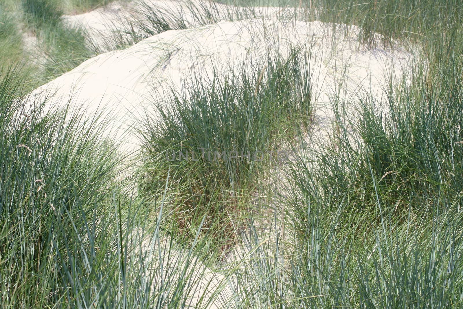 Dunes along the North Sea coast in Belgium 