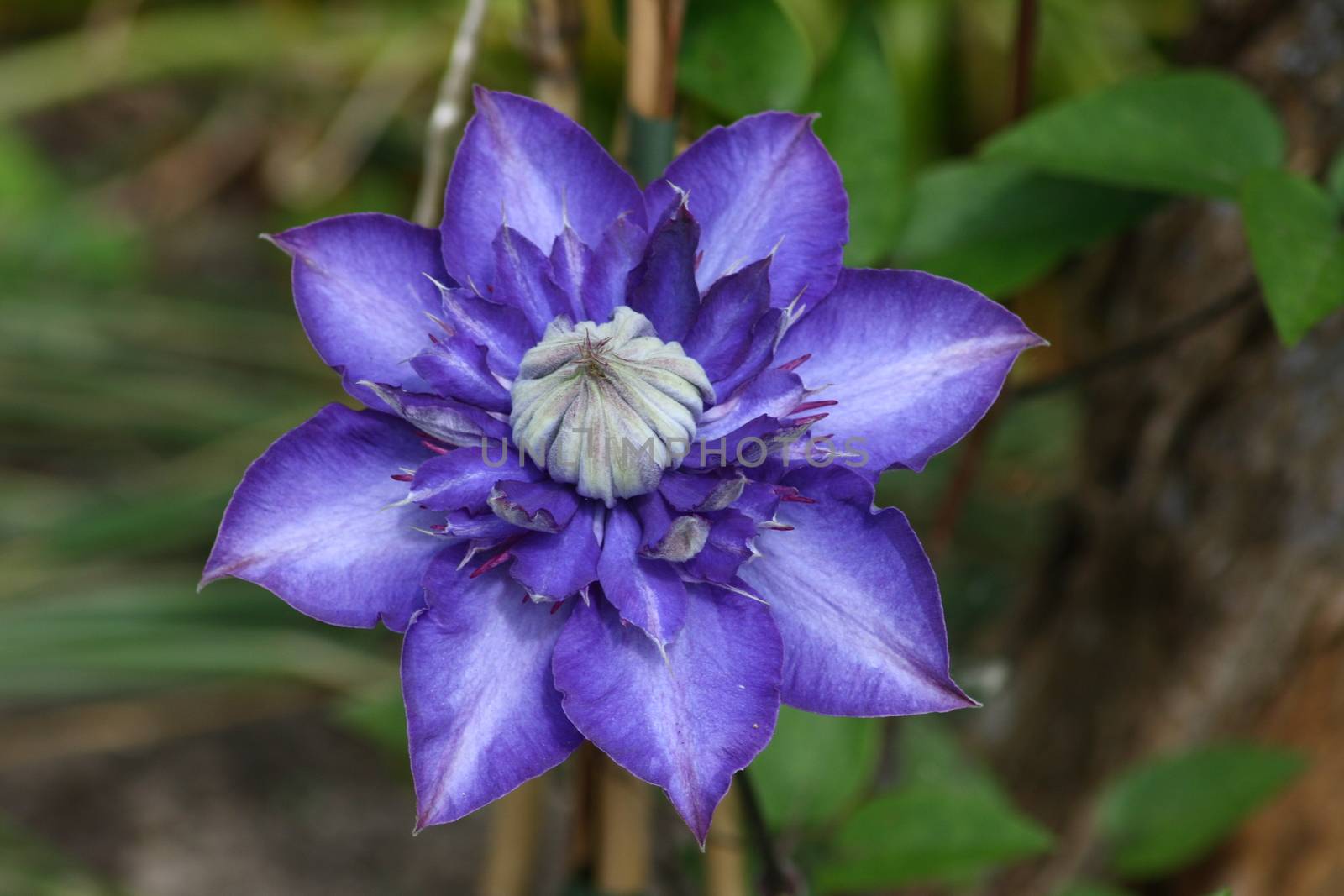Closeup of a blue flowering clematis (Clematis)