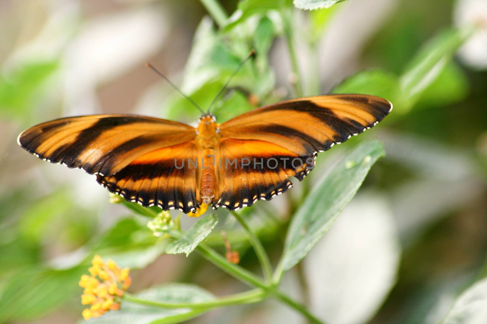 A very nice colorful butterfly