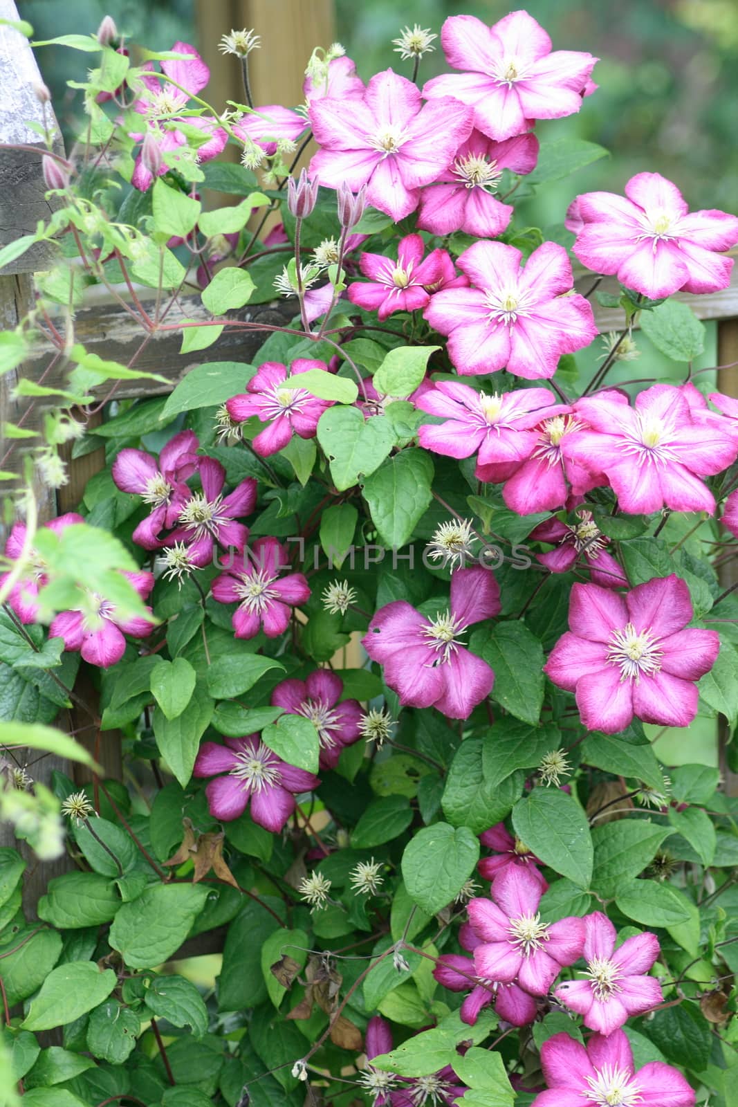 Closeup of a blue flowering clematis (Clematis)