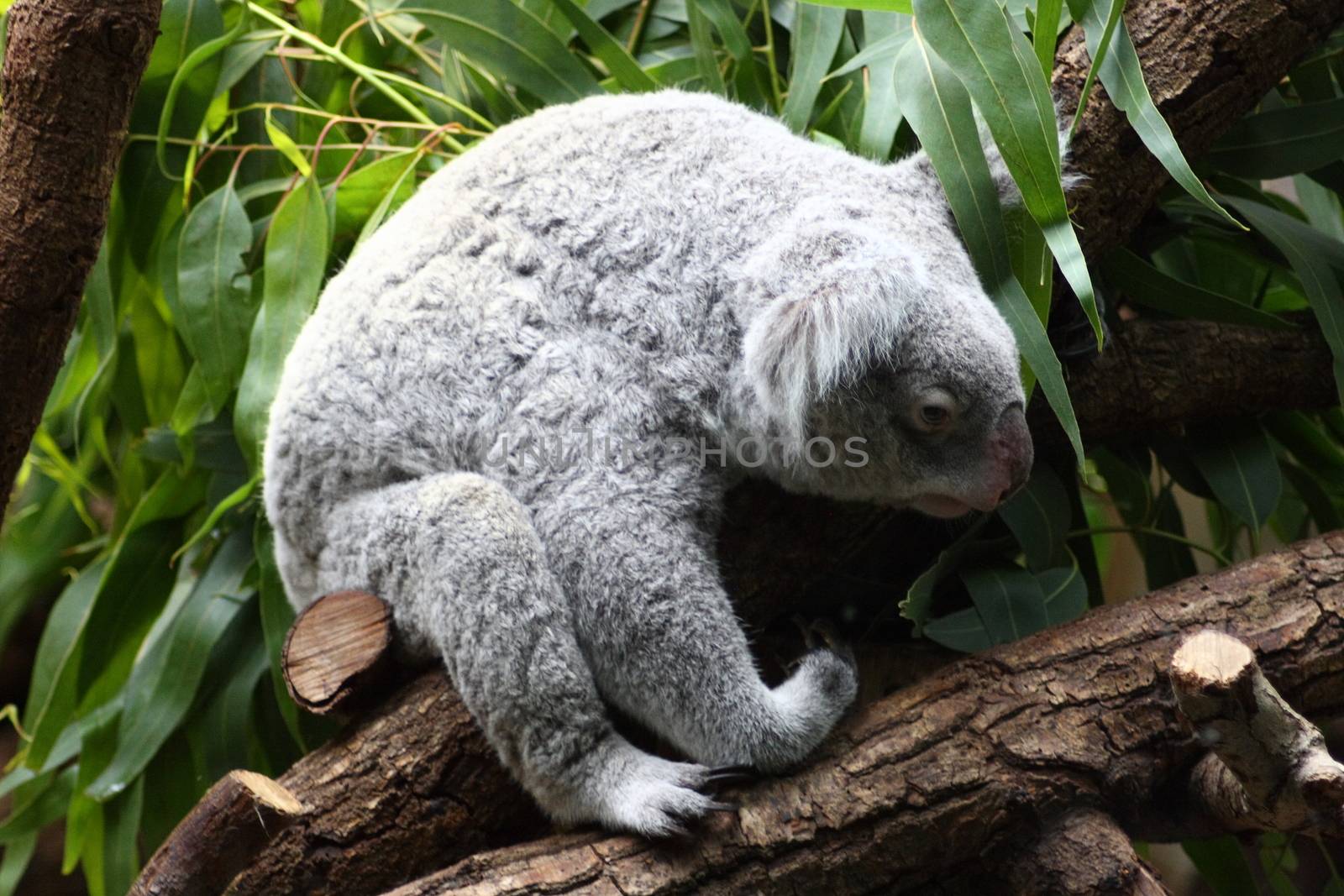 Koala (Phascolarctos cinereus) living in Australia pouch mammals 