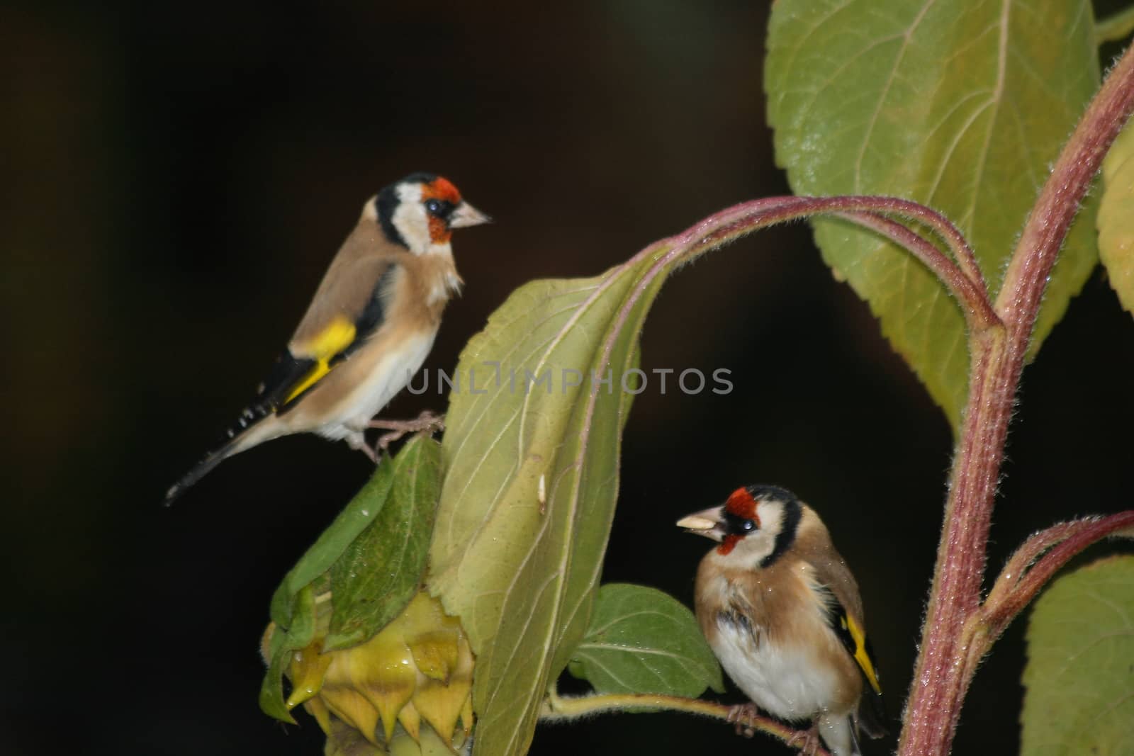 The Goldfinch (Carduelis carduelis) also called thistle finch songbird