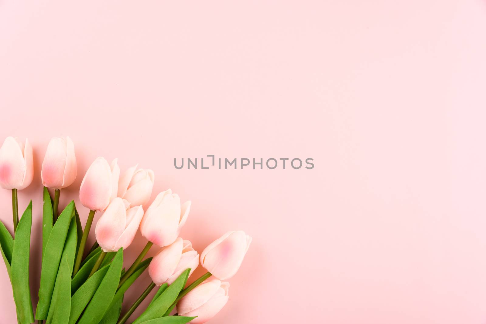 Happy Women's Day, Mother's Day concept. top view flat lay Tulip flower on pink background, copy space for your text