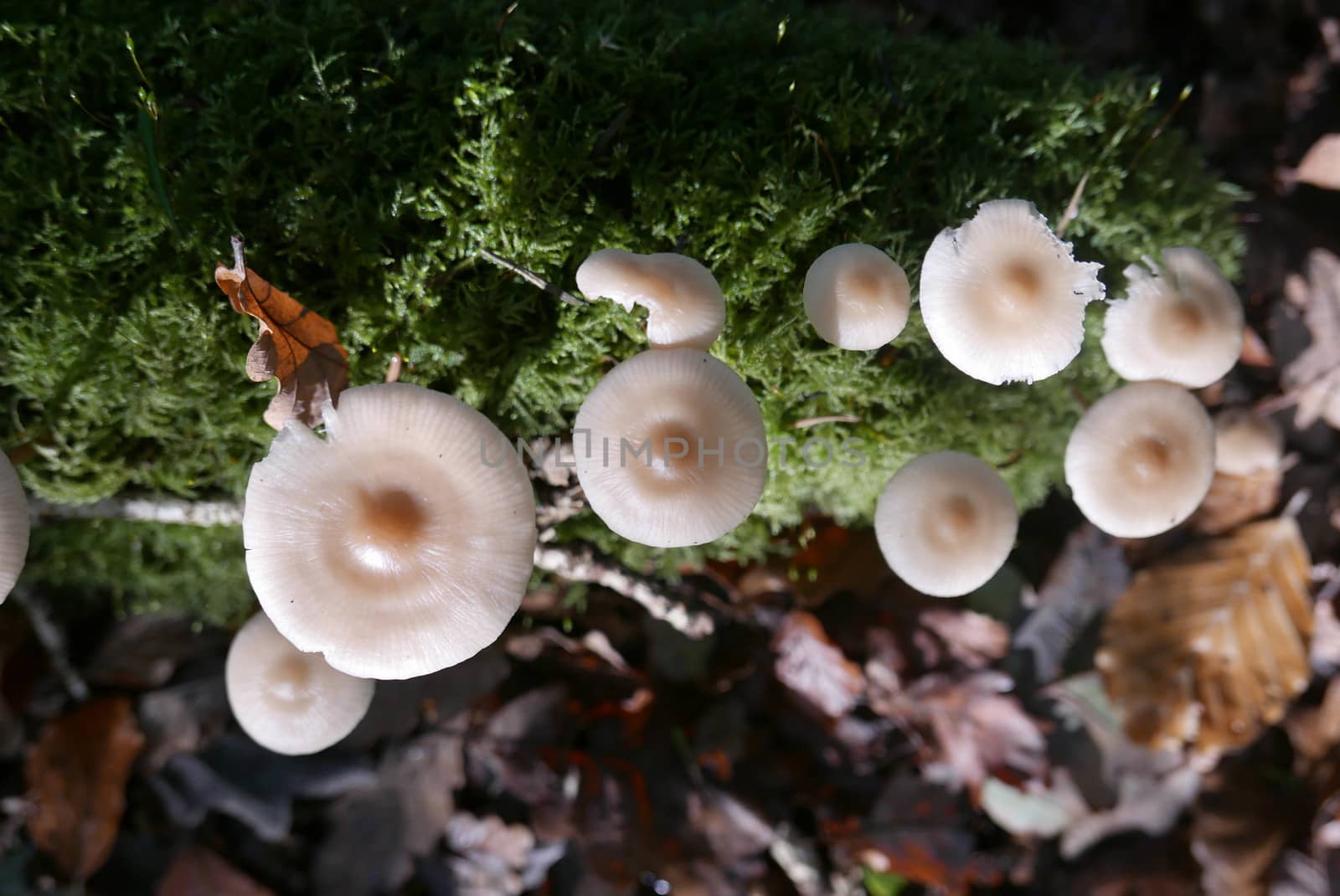 walk in the Brittany countryside in Finistere, France.
discovery of the flora and fauna of the forests