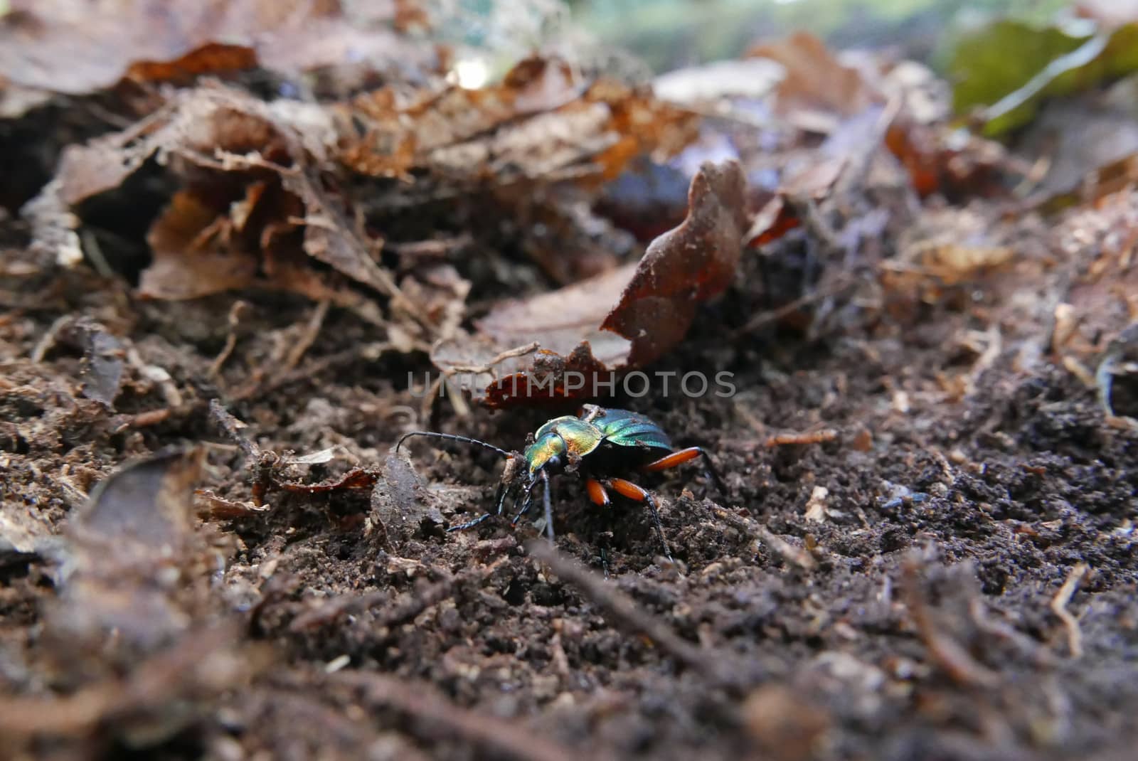 walk in the Brittany countryside in Finistere, France.
discovery of the flora and fauna of the forests