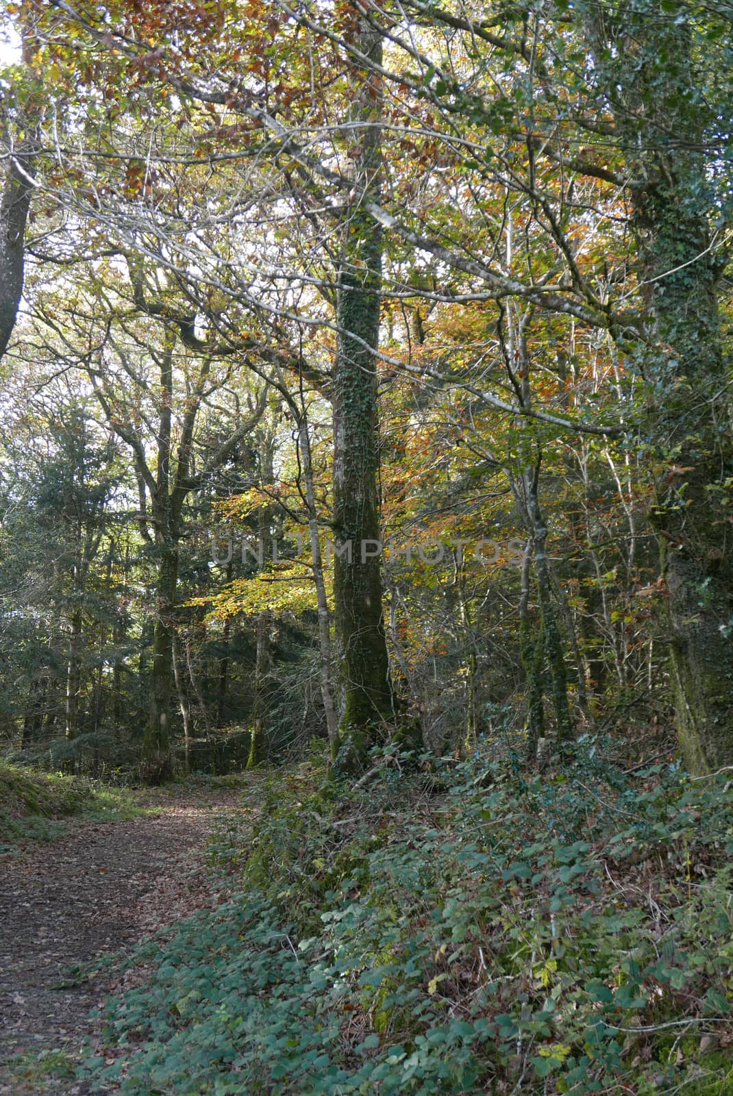 walk in the Brittany countryside in Finistere, France.
discovery of the flora and fauna of the forests