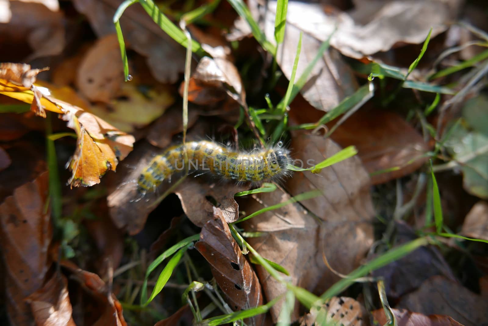 walk in the Brittany countryside in Finistere, France.
discovery of the flora and fauna of the forests