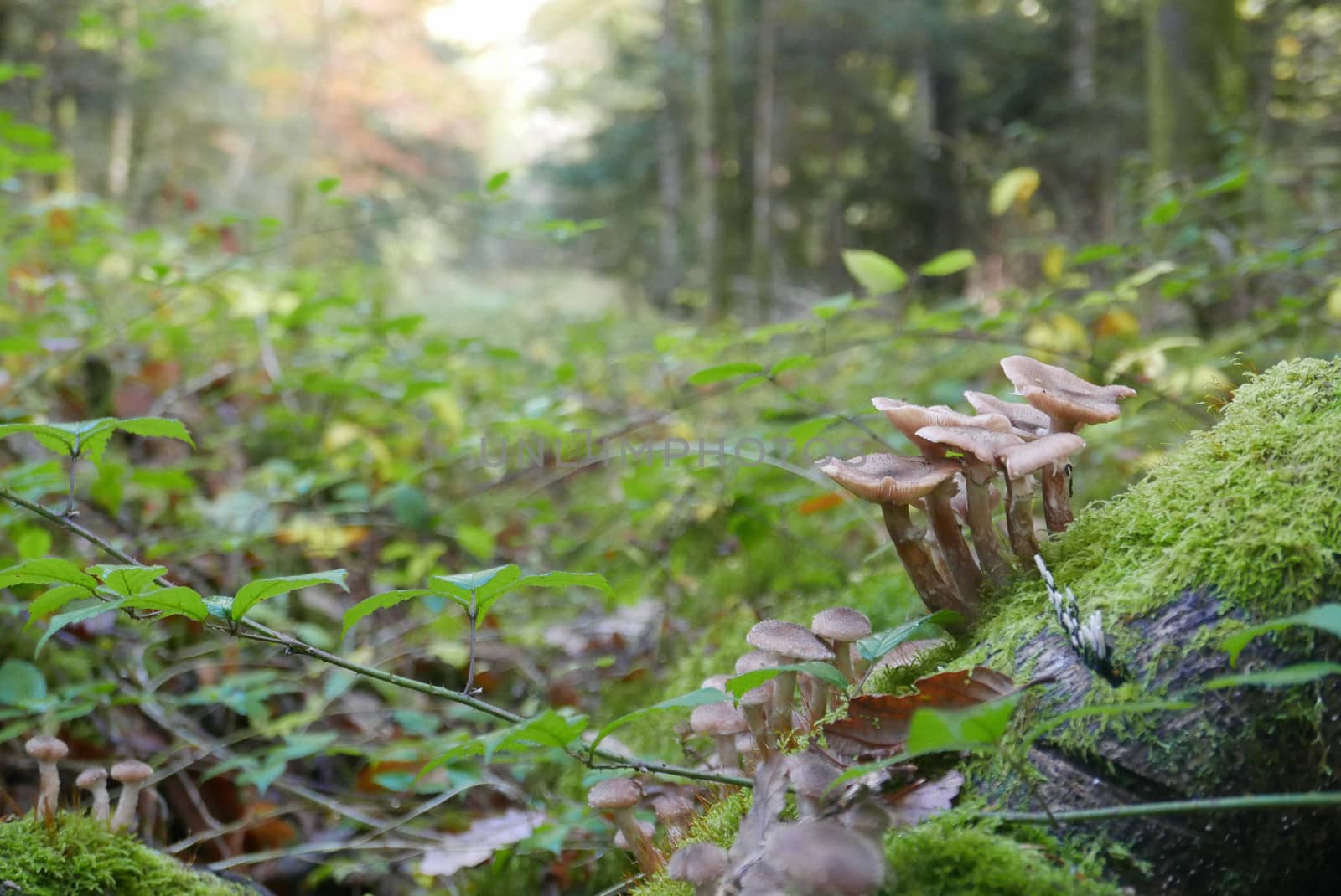 walk in the Brittany countryside in Finistere, France.
discovery of the flora and fauna of the forests