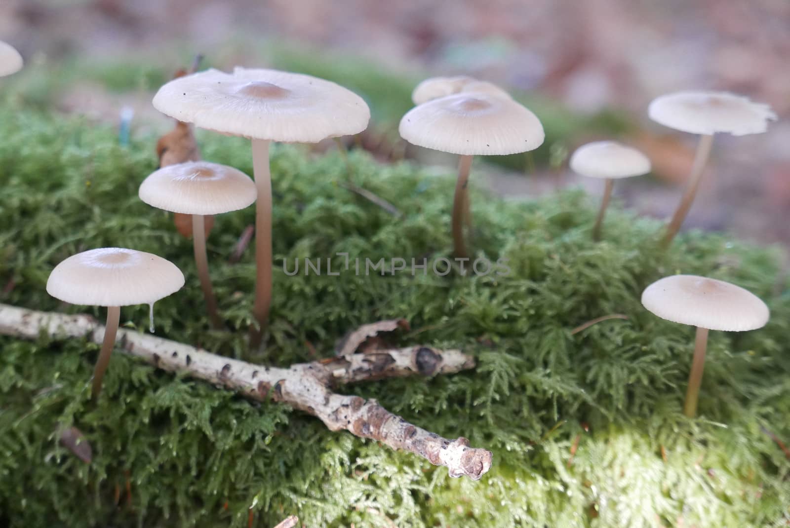 walk in the Brittany countryside in Finistere, France.
discovery of the flora and fauna of the forests