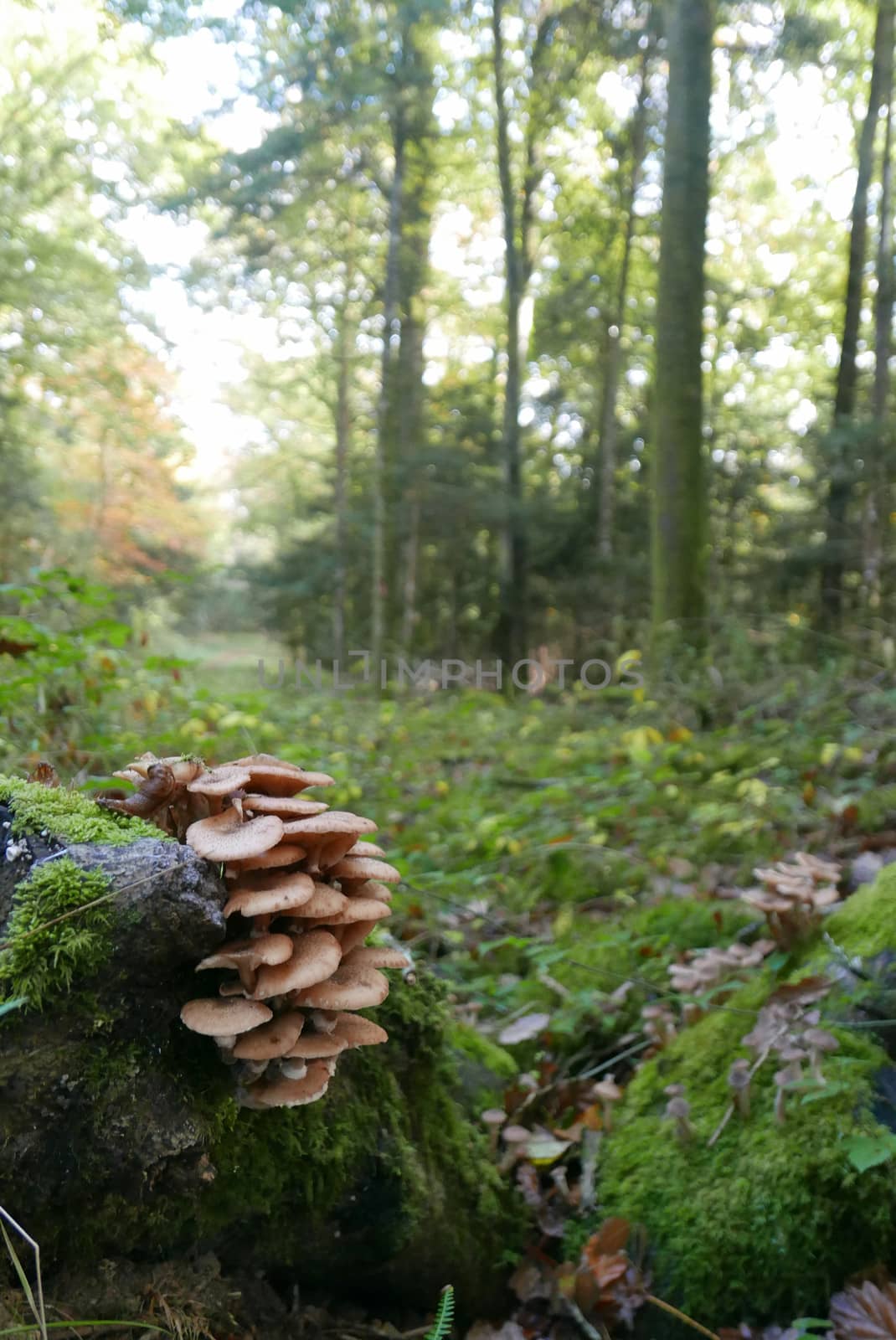 walk in the Brittany countryside in Finistere, France.
discovery of the flora and fauna of the forests