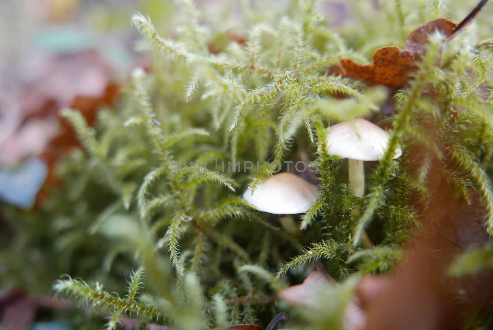 walk in the Brittany countryside in Finistere, France.
discovery of the flora and fauna of the forests
