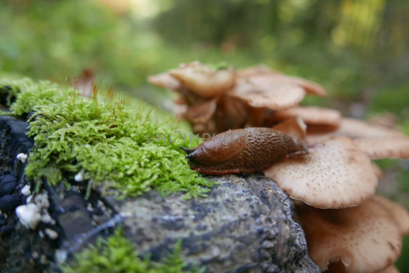 walk in the Brittany countryside in Finistere, France.
discovery of the flora and fauna of the forests