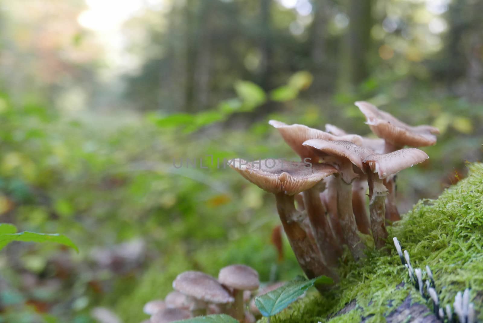 walk in the Brittany countryside in Finistere, France.
discovery of the flora and fauna of the forests