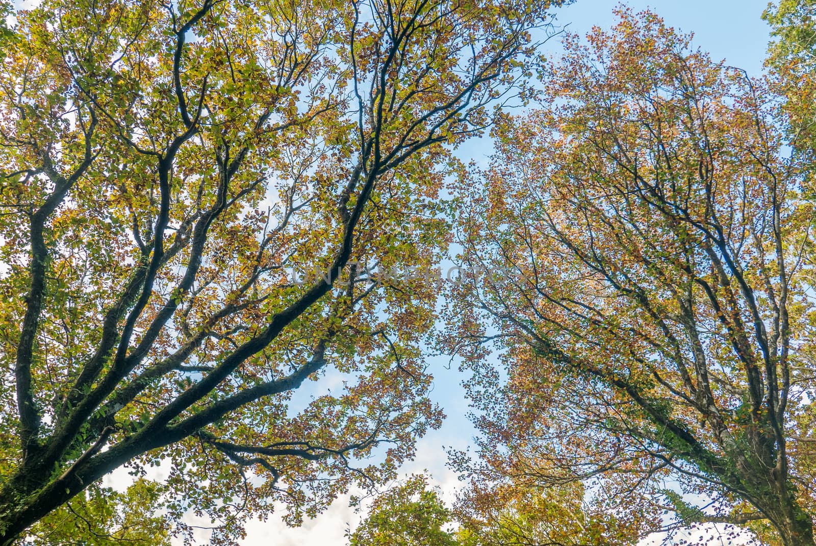 walk in the Brittany countryside in Finistere, France.
discovery of the flora and fauna of the forests