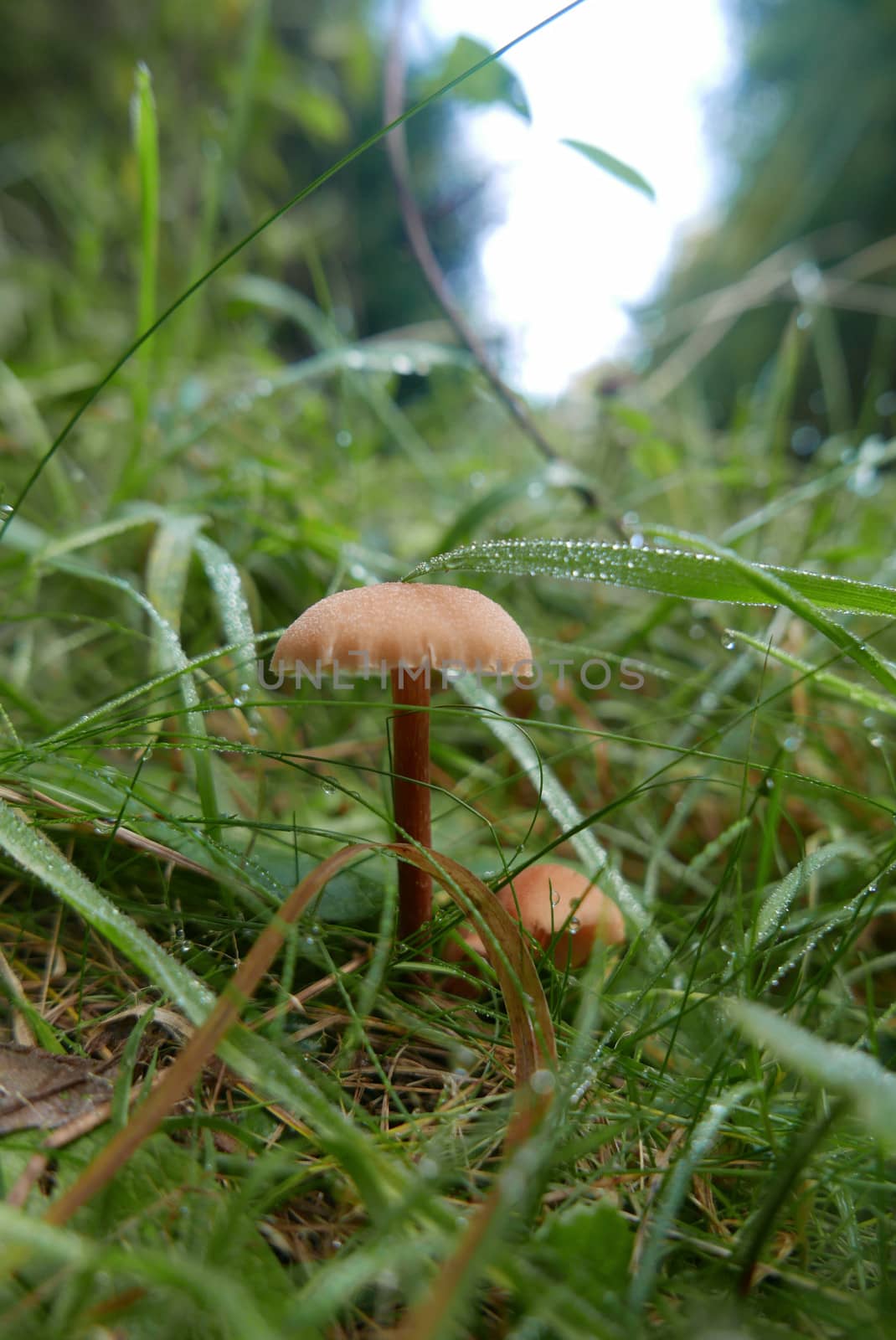 walk in the Brittany countryside in Finistere, France.
discovery of the flora and fauna of the forests