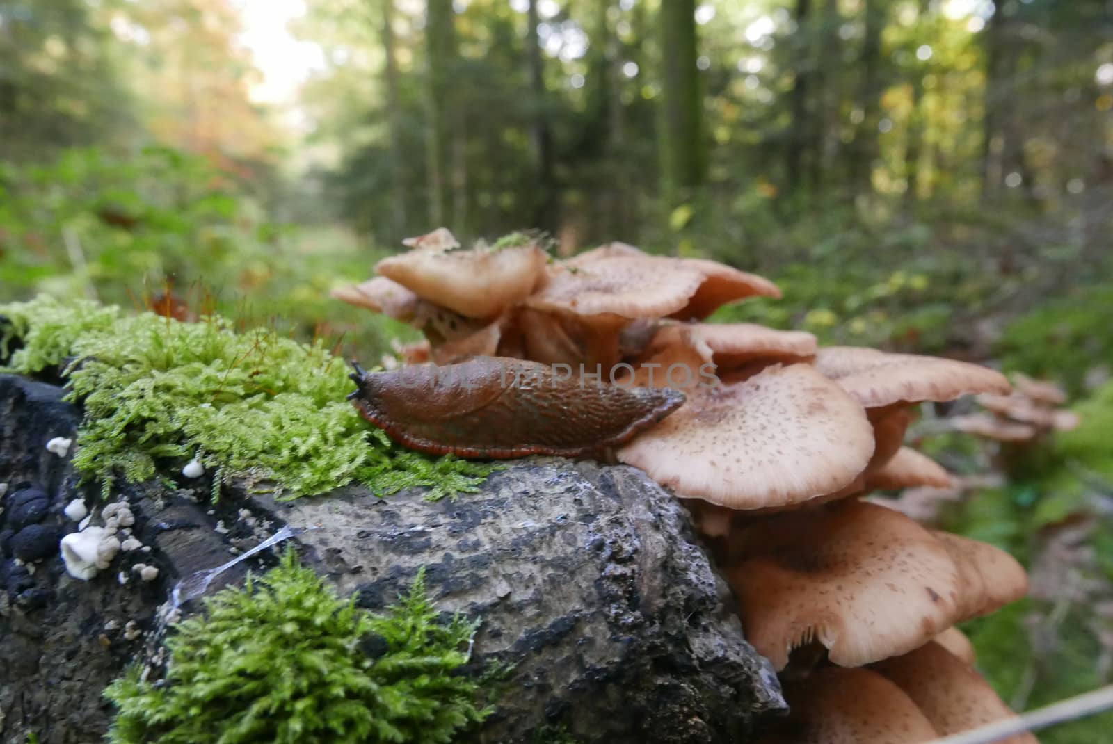 walk in the Brittany countryside in Finistere, France.
discovery of the flora and fauna of the forests