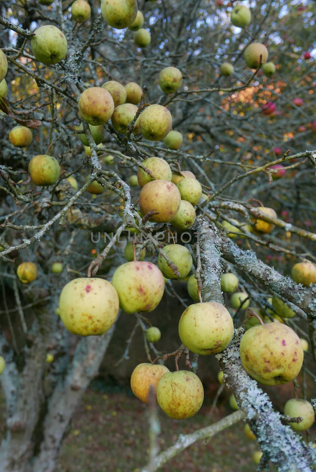 walk in the Brittany countryside in Finistere, France.
discovery of the flora and fauna of the forests