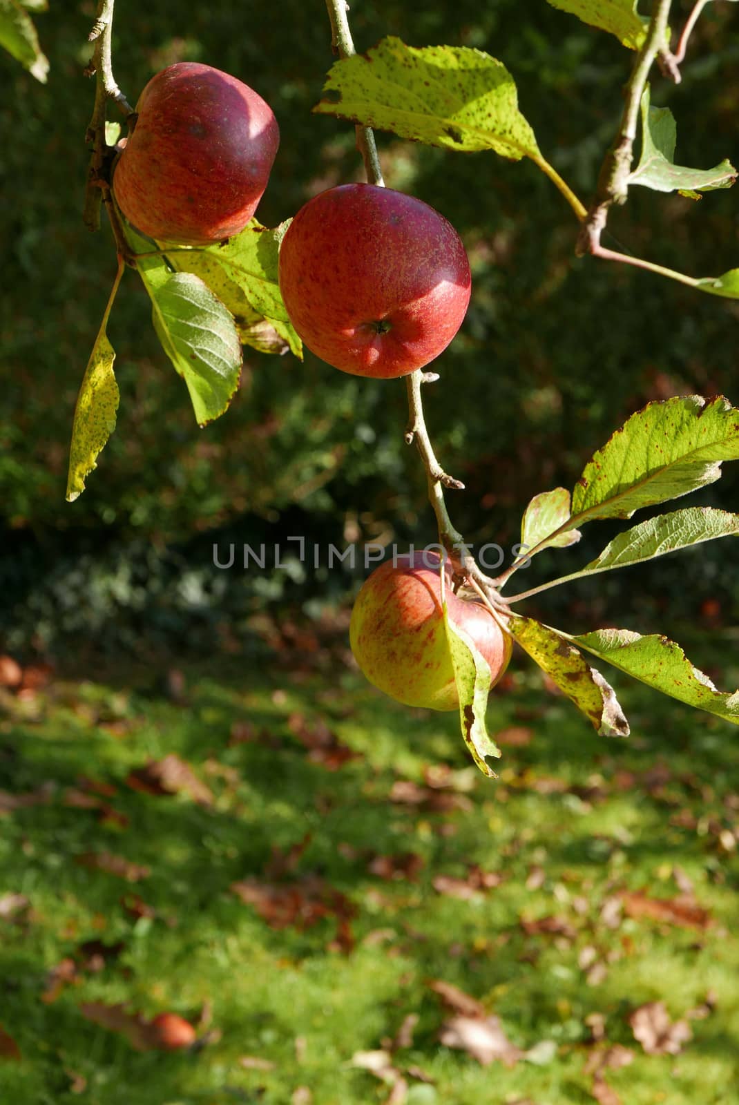 walk in the Brittany countryside in Finistere, France.
discovery of the flora and fauna of the forests