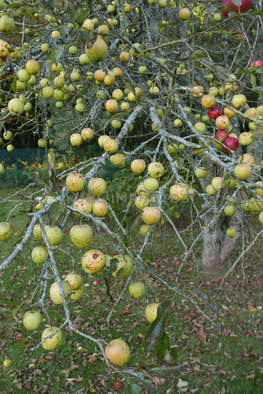 walk in the Brittany countryside in Finistere, France.
discovery of the flora and fauna of the forests