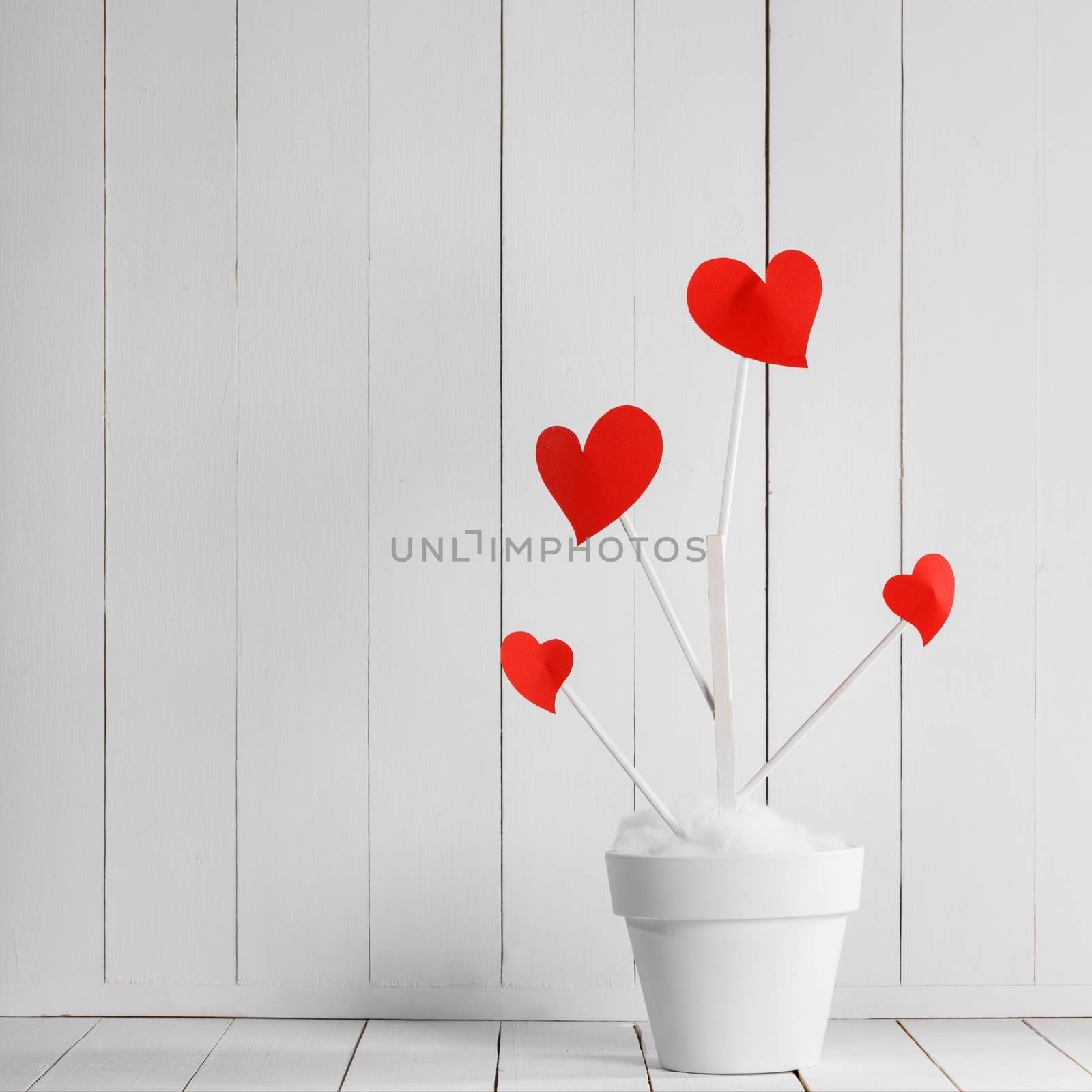 Heart haped flowers in white pot on white wooden background. Growing love. Valentines day concept