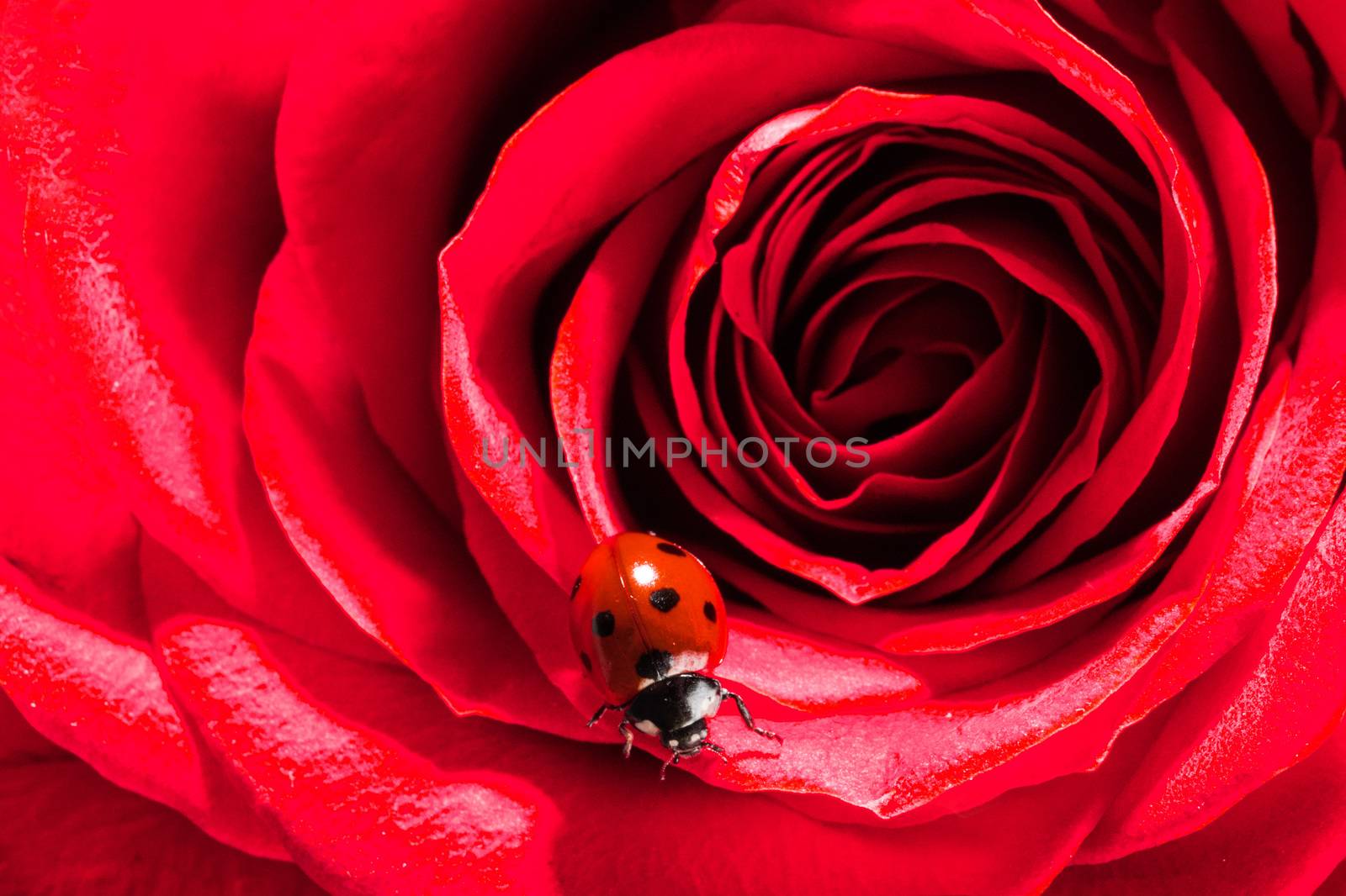 Ladybug climbs on red rose macro close up