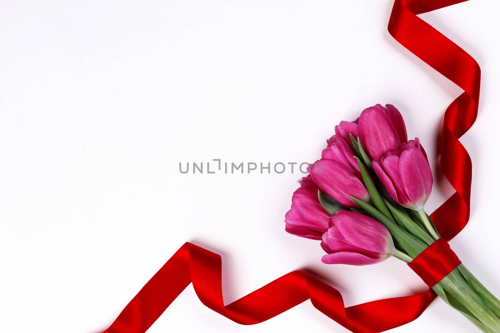 Valentines day pink tulip flowers and red ribbon isolated on white background