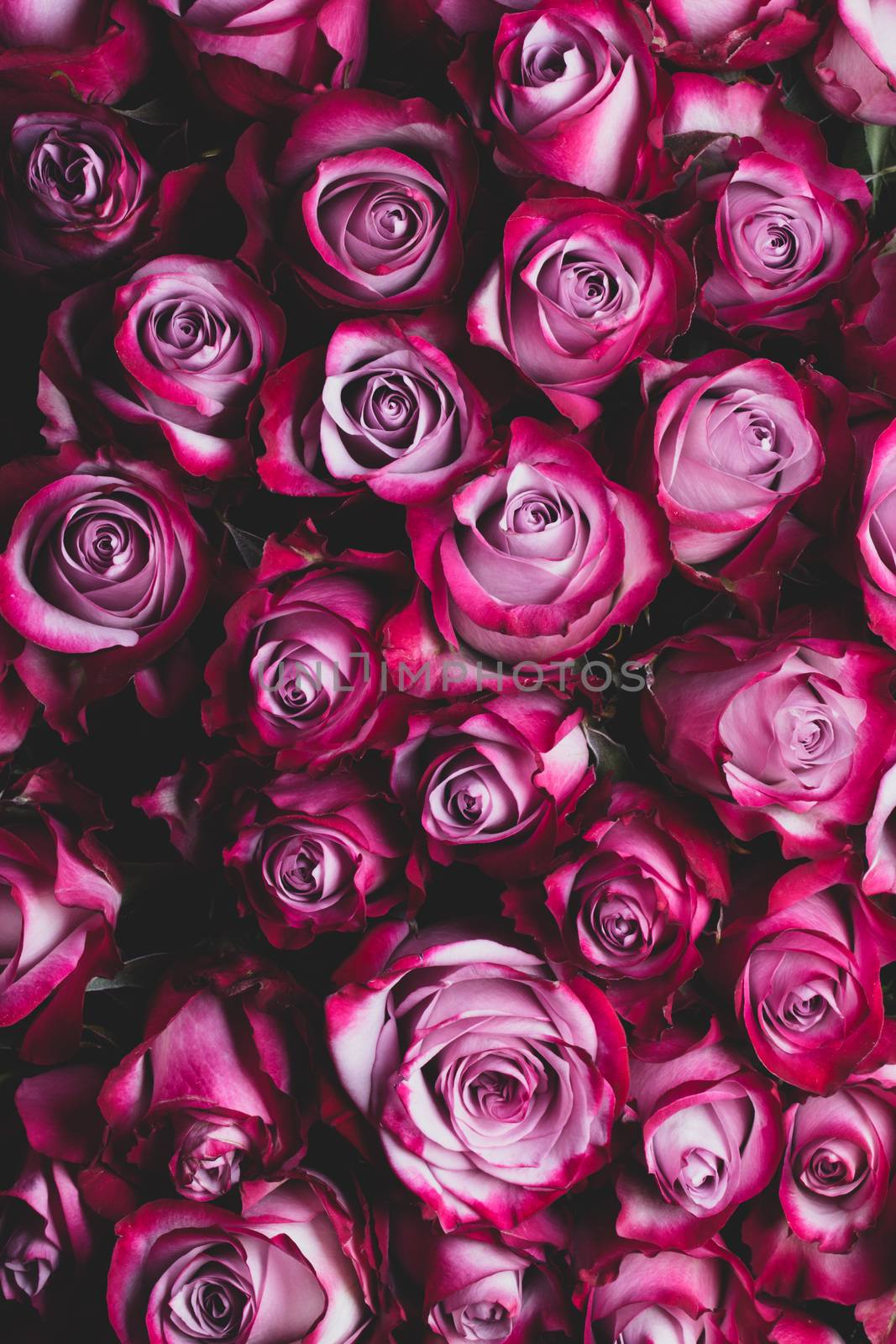 Pink rose flowers background by Yellowj