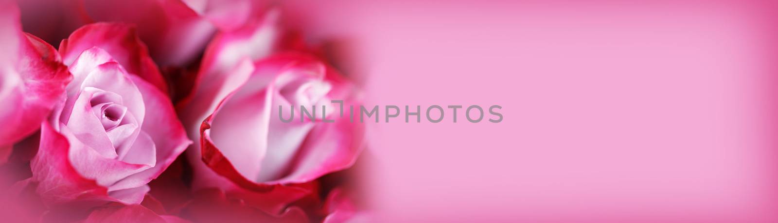 Pink rose flowers background by Yellowj