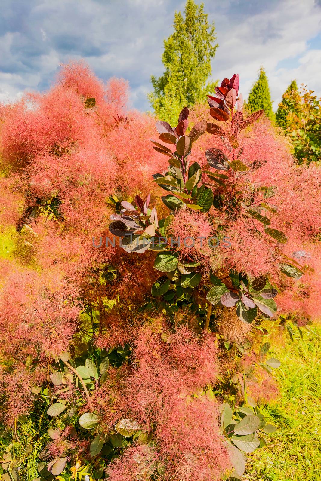 scumpia flowers,tree of the sumac family in the garden