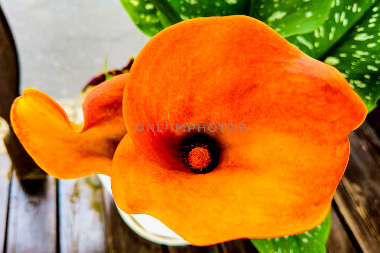 Calla lily,many beautiful orange flowers blooming in the garden in spring,arum lily,gold calla