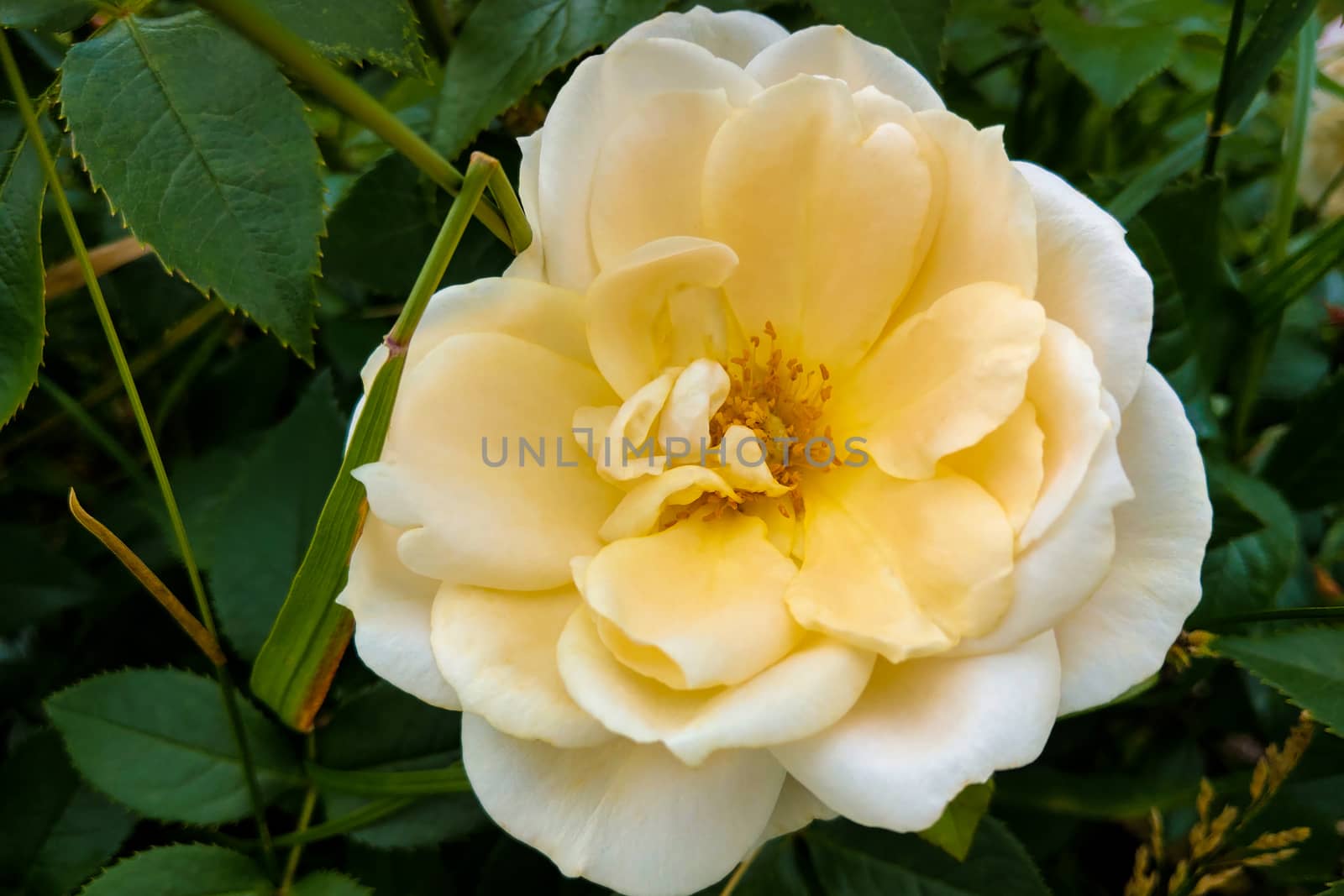 Pink rose flowers with background blurred in the garden by kip02kas