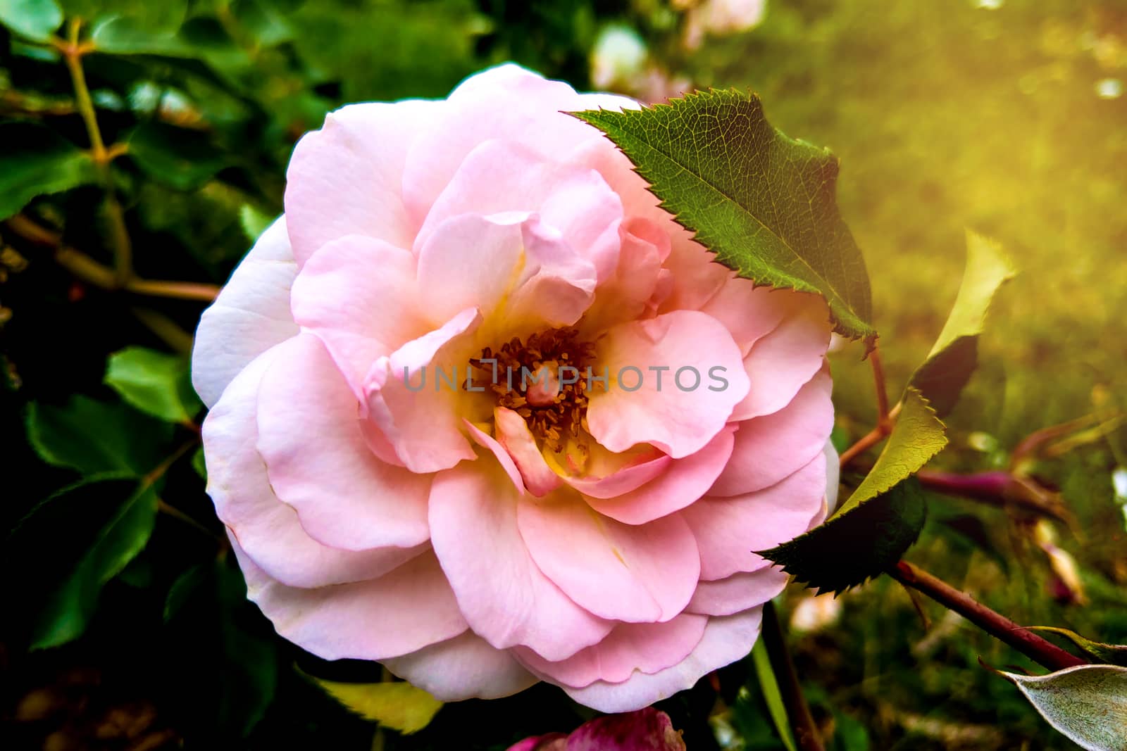 Pink Rose flower bloom on background blurry roses in roses garden