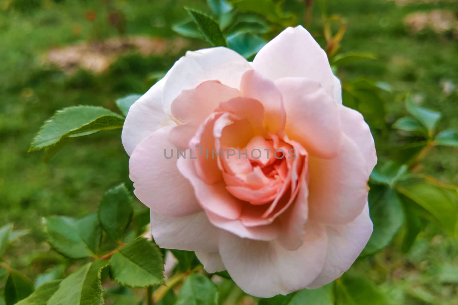 Pink rose flowers with background blurred in the garden by kip02kas