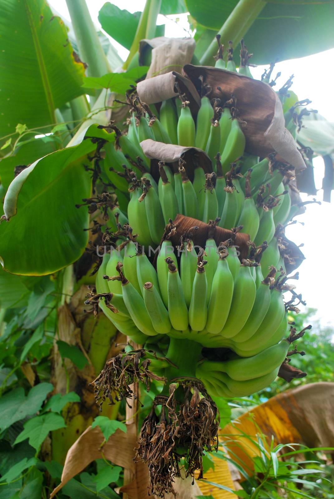 Banana species in Thailand, light green raw banana.