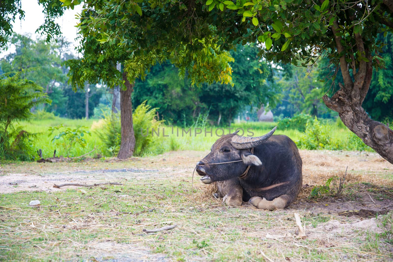 Buffalo lying under a tree