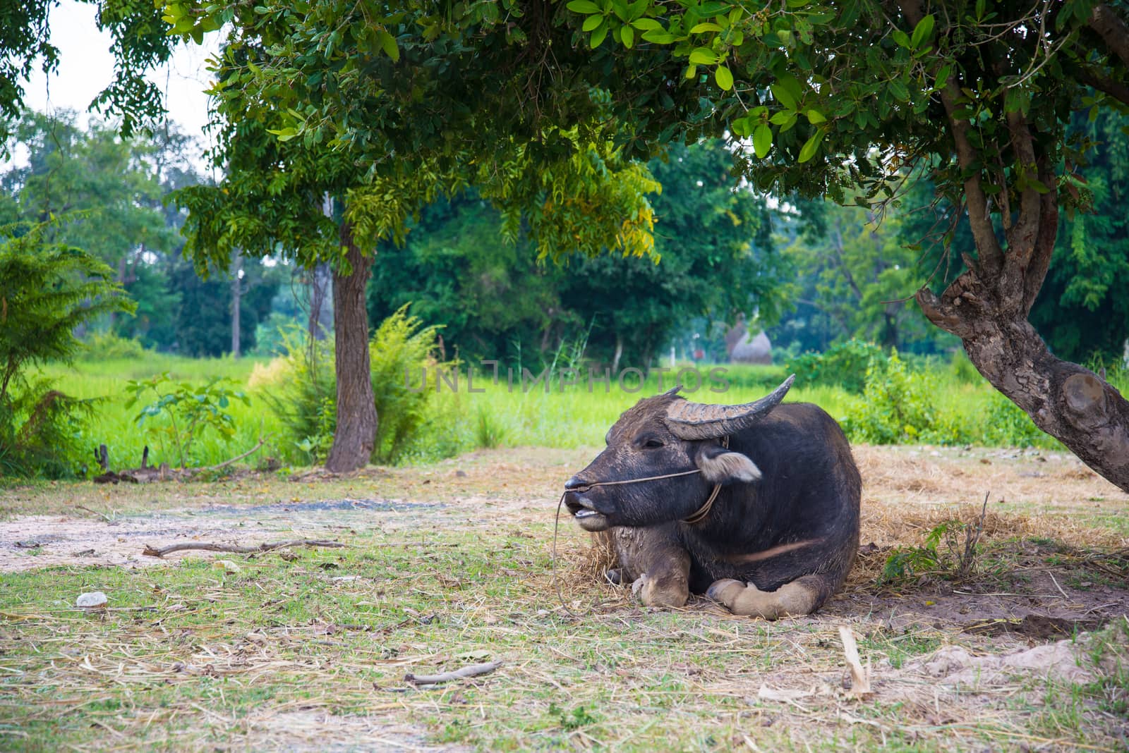 Buffalo lying under a tree