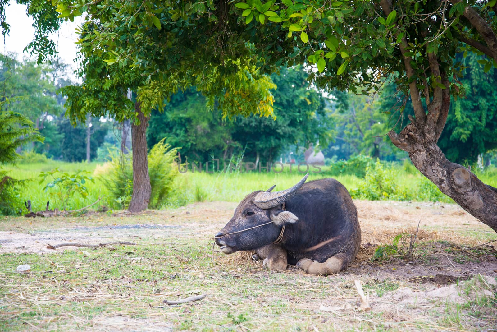 Buffalo lying under a tree