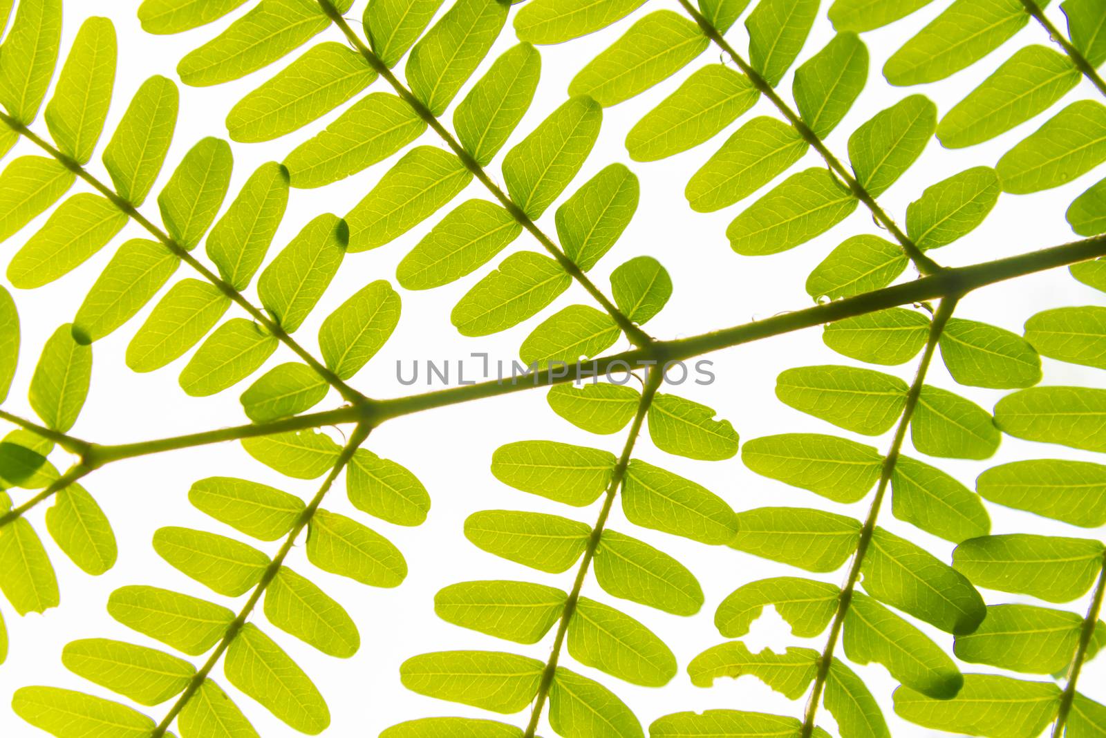 Green leaves background. leaf shapes