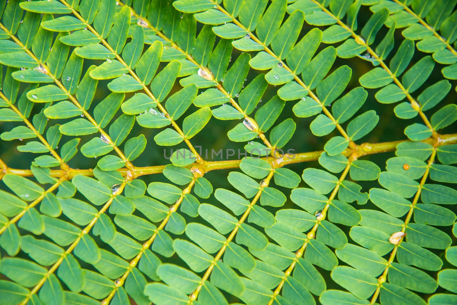 Green leaves background. leaf shapes